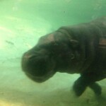 10336587_10152512739900729_7705649567100985498_n